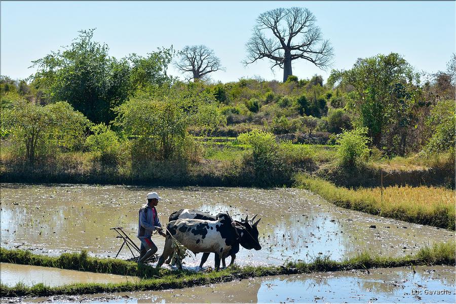 La culture du riz près de Morondava. (2)