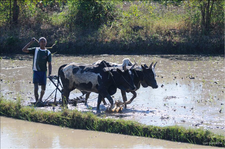 La culture du riz près de Morondava. (3)