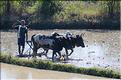 La culture du riz près de Morondava. (3)