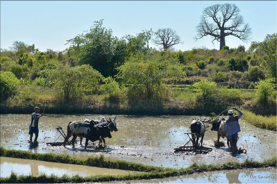 La culture du riz près de Morondava. (4)