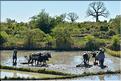 La culture du riz près de Morondava. (4)