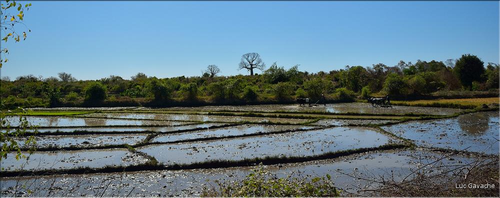 La culture du riz près de Morondava. (6)