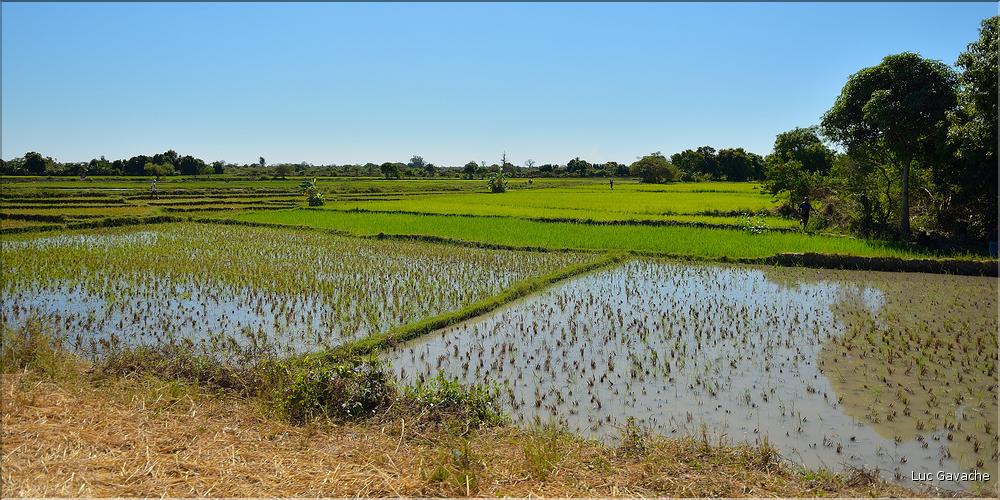 La culture du riz près de Morondava. (7)
