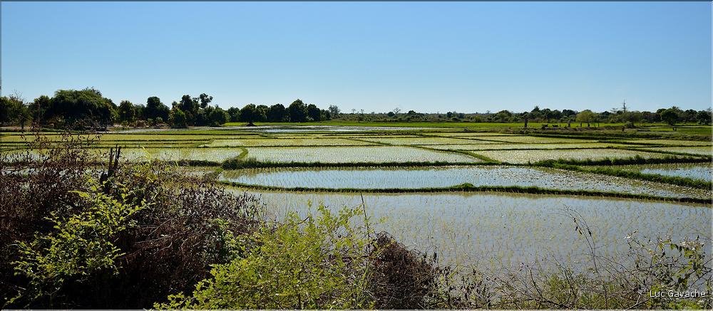 La culture du riz près de Morondava. (9)