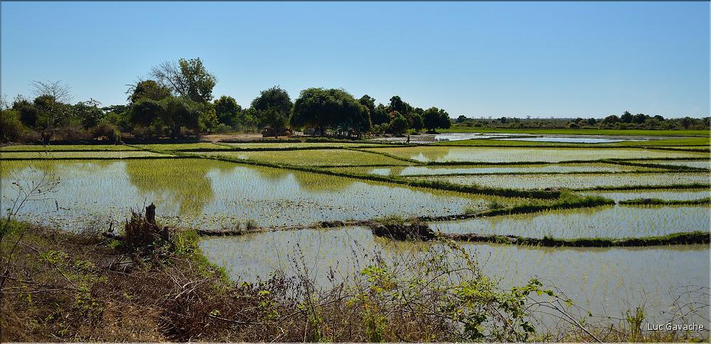 La culture du riz près de Morondava. (10)