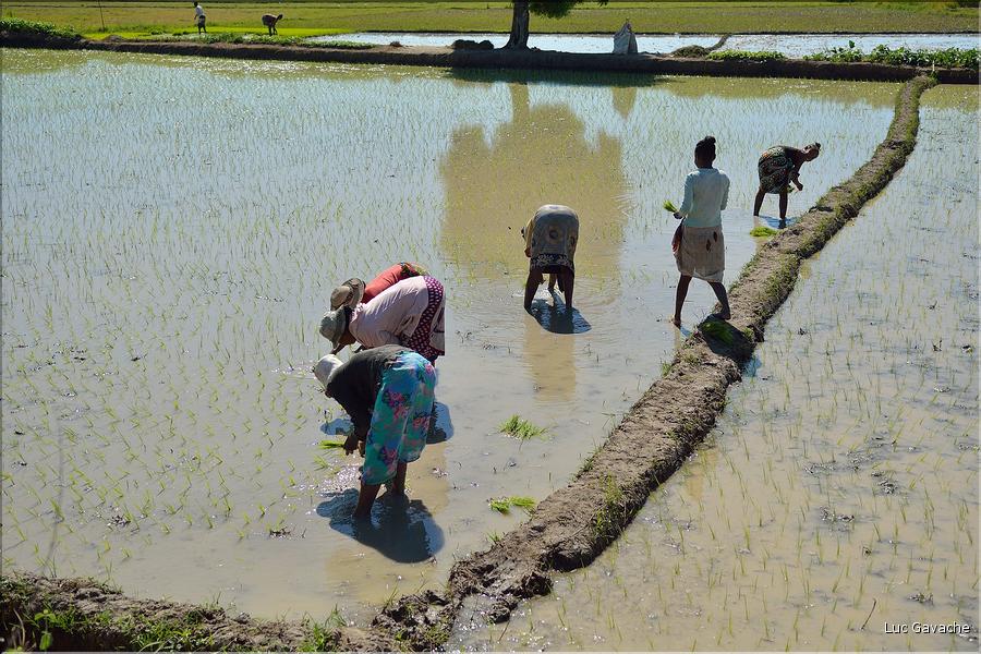 La culture du riz près de Morondava. (11)