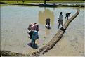 La culture du riz près de Morondava. (11)