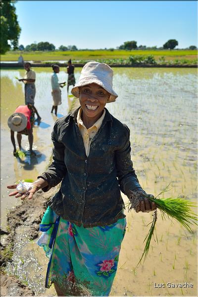 La culture du riz près de Morondava. (12)