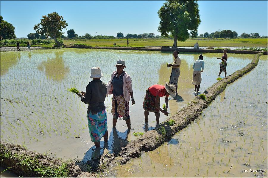 La culture du riz près de Morondava. (13)