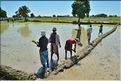 La culture du riz près de Morondava. (13)