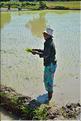 La culture du riz près de Morondava. (14)