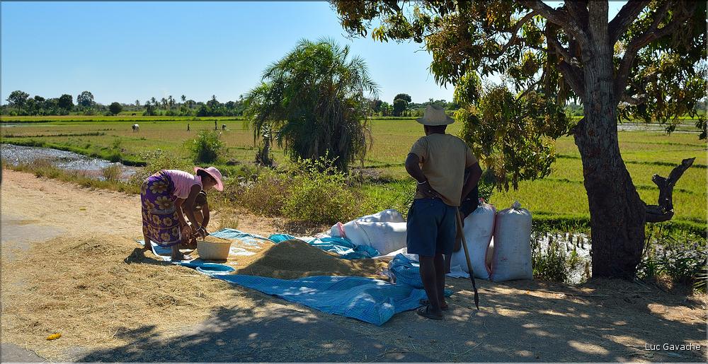 Récolte et séchage du riz près de Morondava. (1)