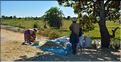 Récolte et séchage du riz près de Morondava. (1)