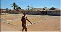 Récolte et séchage du riz près de Morondava. (2)