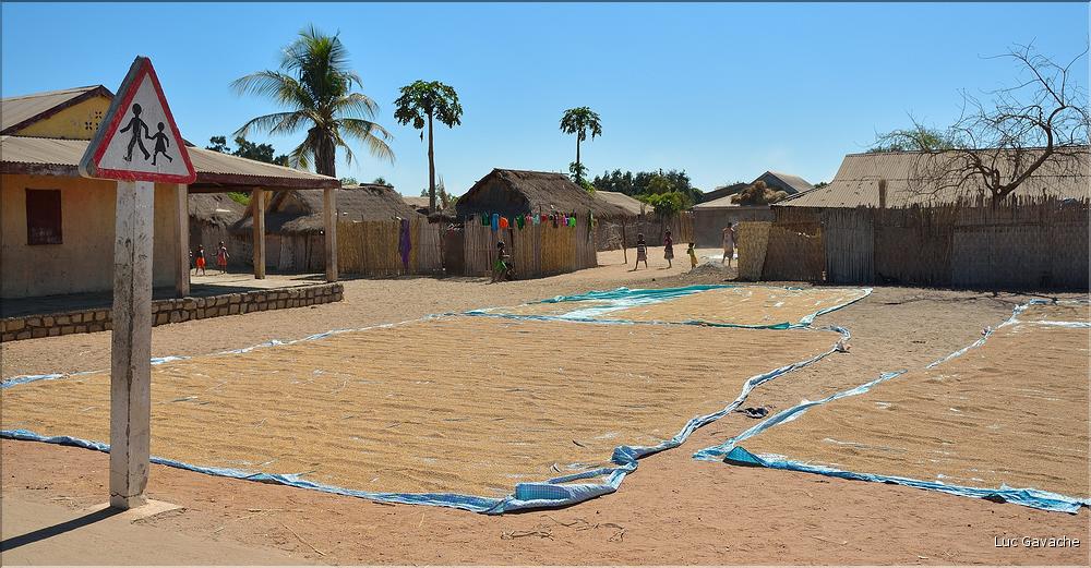 Récolte et séchage du riz près de Morondava. (3)