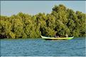 Mangrove et petit village de pêcheurs face à Morondava. (2)