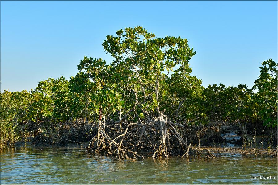 Mangrove et petit village de pêcheurs face à Morondava. (6)