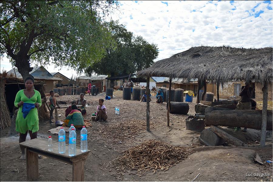 Le long de la route entre Tuléar et Ranohira. (19) Les frabricants d'alcool