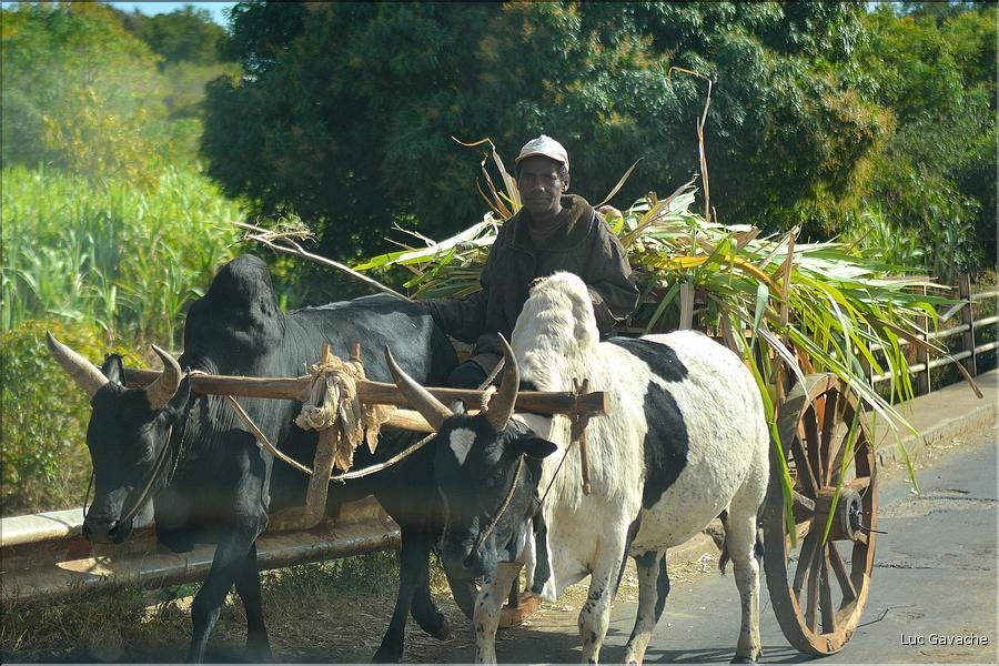 Le long de la route entre Tuléar et Ranohira. (20) Les frabricants d'alcool