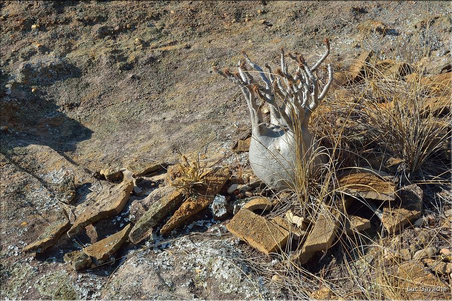 Le Parc National d'Isalo est composé de grès, résultant d'anciens fond marins, qui remontent au jurassique. (28)