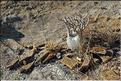 Le Parc National d'Isalo est composé de grès, résultant d'anciens fond marins, qui remontent au jurassique. (28)