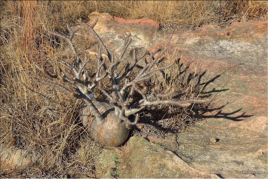 Le Parc National d'Isalo est composé de grès, résultant d'anciens fond marins, qui remontent au jurassique. (32)