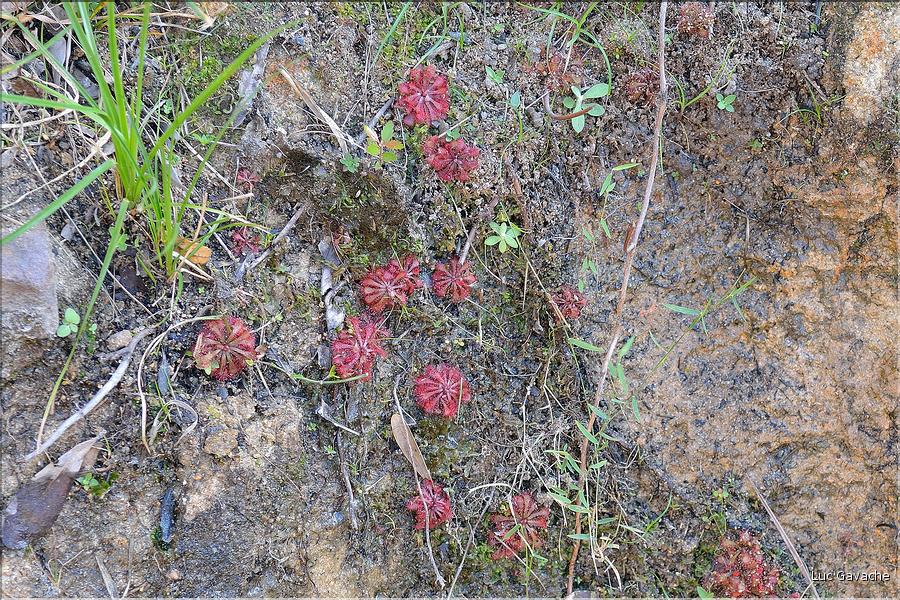 Le Parc National d'Isalo est composé de grès, résultant d'anciens fond marins, qui remontent au jurassique. (46)