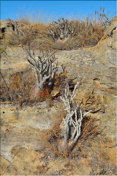 Le Parc National d'Isalo est composé de grès, résultant d'anciens fond marins, qui remontent au jurassique. (47)