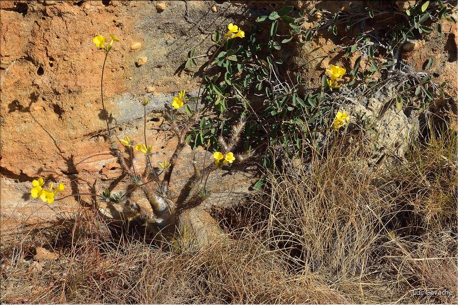 Le Parc National d'Isalo est composé de grès, résultant d'anciens fond marins, qui remontent au jurassique. (49)