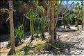 Le Parc National d'Isalo est composé de grès, résultant d'anciens fond marins, qui remontent au jurassique. (77) Plante de la famille des pandanus