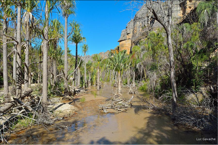 Le Parc National d'Isalo est composé de grès, résultant d'anciens fond marins, qui remontent au jurassique. (78) Plante de la famille des pandanus