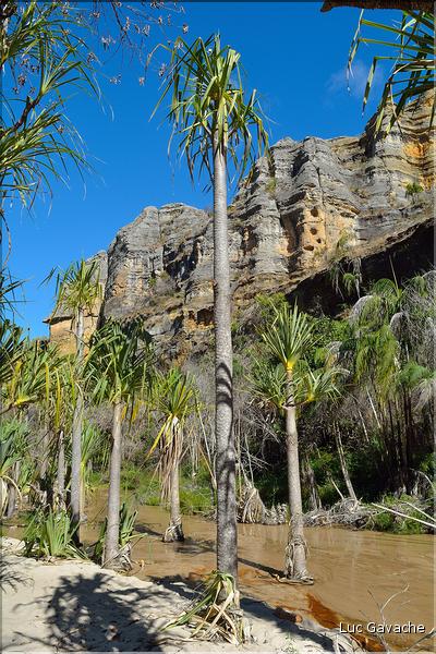 Le Parc National d'Isalo est composé de grès, résultant d'anciens fond marins, qui remontent au jurassique. (79) Plante de la famille des pandanus