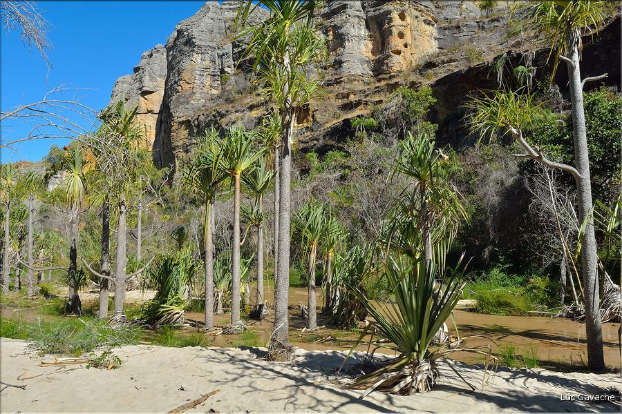 Le Parc National d'Isalo est composé de grès, résultant d'anciens fond marins, qui remontent au jurassique. (80) Plante de la famille des pandanus