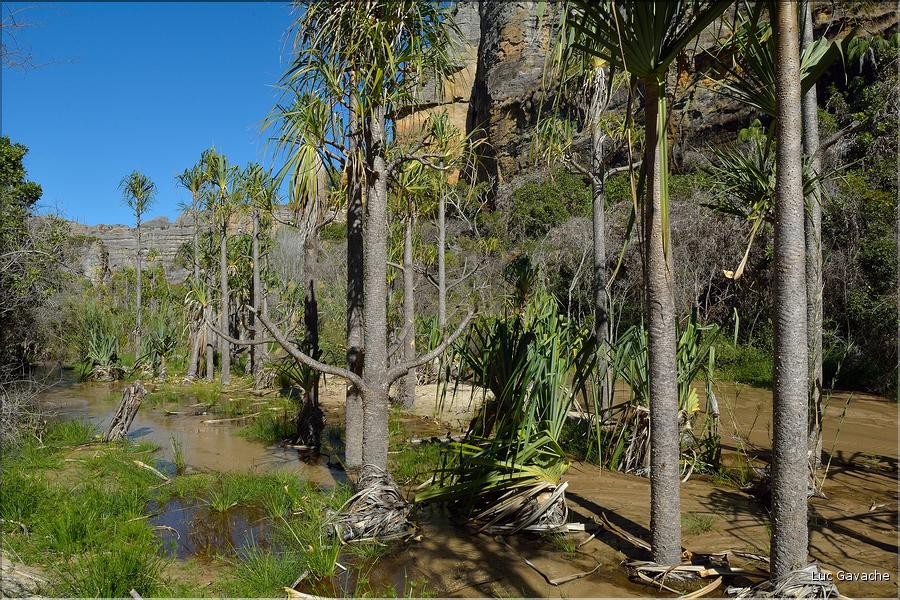 Le Parc National d'Isalo est composé de grès, résultant d'anciens fond marins, qui remontent au jurassique. (82) Plante de la famille des pandanus
