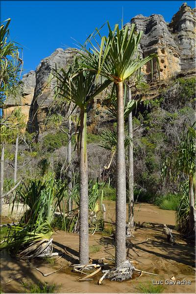 Le Parc National d'Isalo est composé de grès, résultant d'anciens fond marins, qui remontent au jurassique. (83) Plante de la famille des pandanus