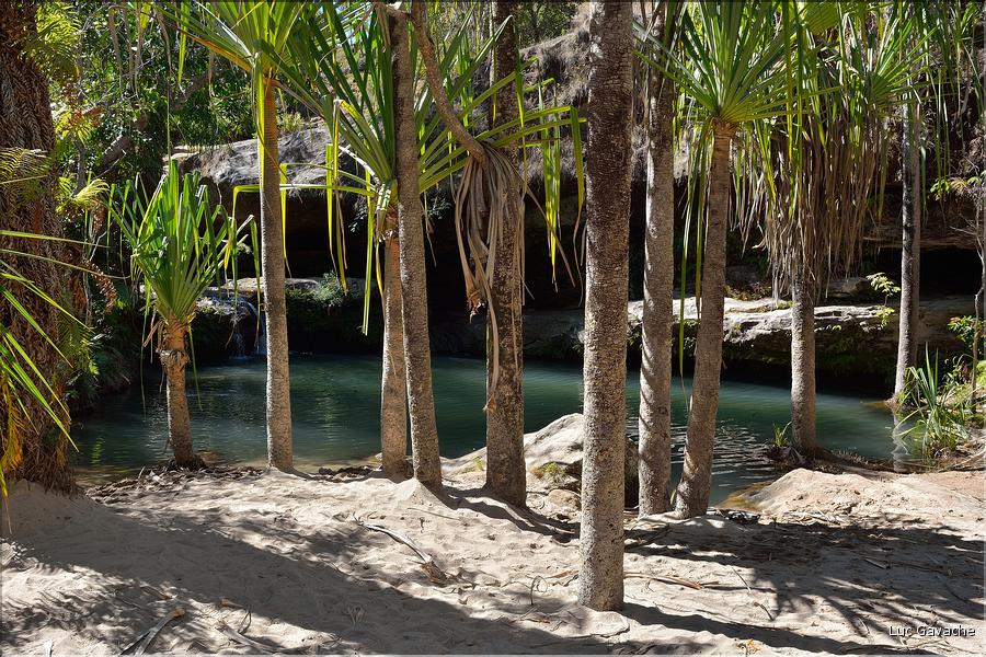 Le Parc National d'Isalo est composé de grès, résultant d'anciens fond marins, qui remontent au jurassique. (84) Plante de la famille des pandanus