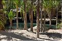 Le Parc National d'Isalo est composé de grès, résultant d'anciens fond marins, qui remontent au jurassique. (84) Plante de la famille des pandanus