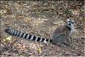 Les animaux du Parc d'Isalo (1). Ici les lémuriens Catta sont les plus nombreux