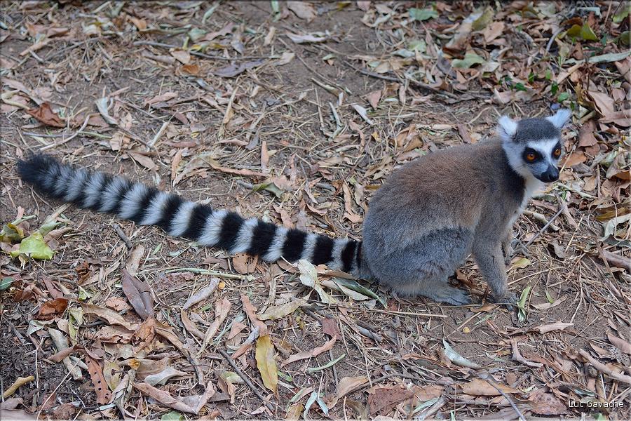 Les animaux du Parc d'Isalo (2). Ici les lémuriens Catta sont les plus nombreux