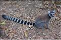Les animaux du Parc d'Isalo (2). Ici les lémuriens Catta sont les plus nombreux