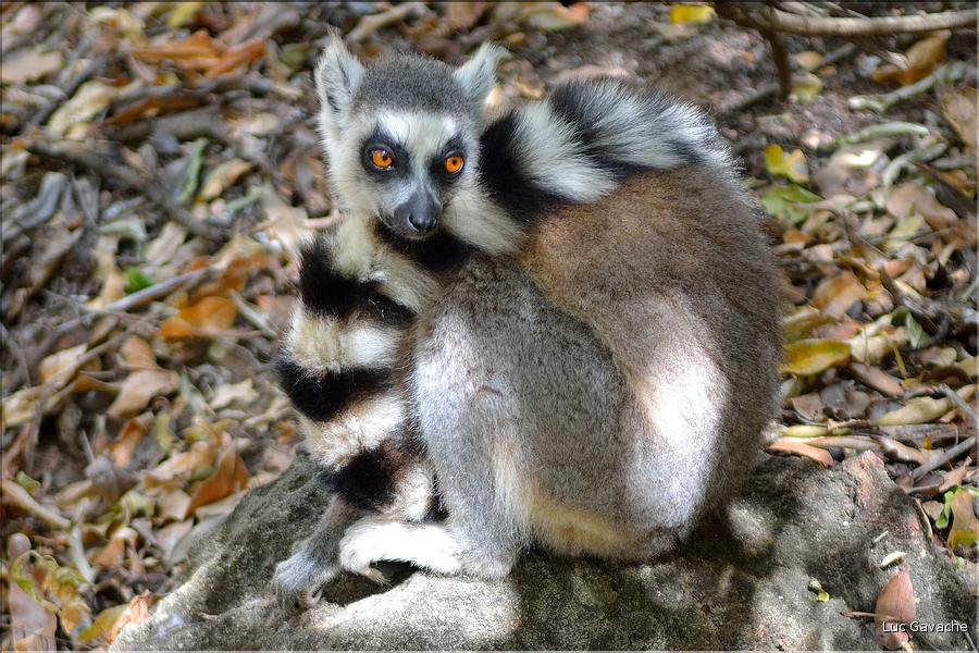 Les animaux du Parc d'Isalo (3). Ici les lémuriens Catta sont les plus nombreux