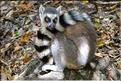 Les animaux du Parc d'Isalo (3). Ici les lémuriens Catta sont les plus nombreux
