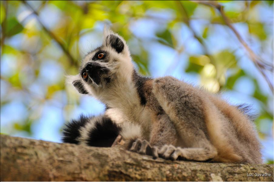 Les animaux du Parc d'Isalo (4). Ici les lémuriens Catta sont les plus nombreux