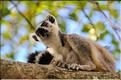 Les animaux du Parc d'Isalo (4). Ici les lémuriens Catta sont les plus nombreux