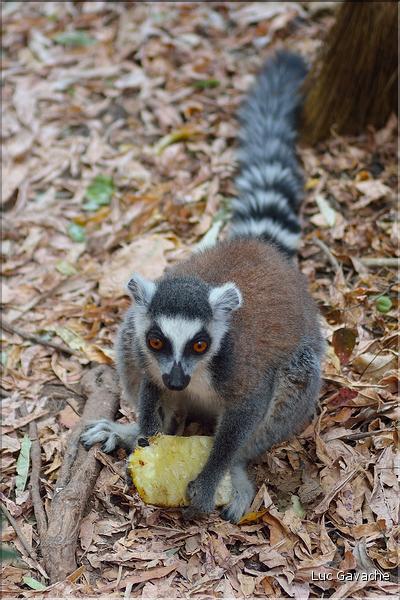 Les animaux du Parc d'Isalo (5). Ici les lémuriens Catta sont les plus nombreux
