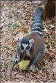 Les animaux du Parc d'Isalo (5). Ici les lémuriens Catta sont les plus nombreux