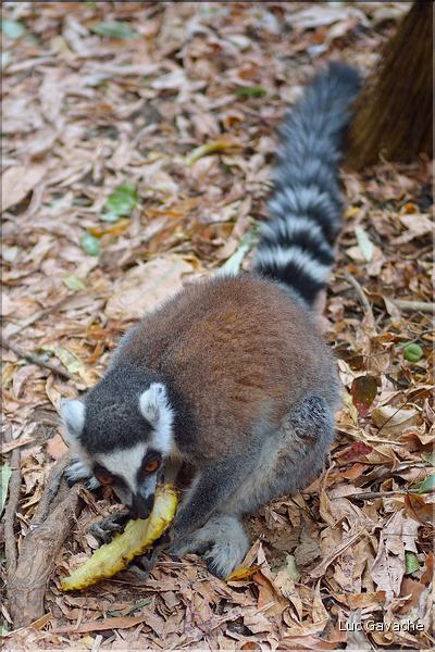 Les animaux du Parc d'Isalo (6). Ici les lémuriens Catta sont les plus nombreux