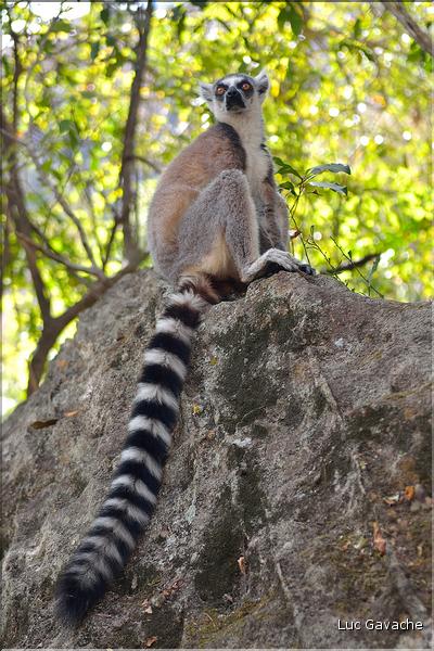 Les animaux du Parc d'Isalo (7). Ici les lémuriens Catta sont les plus nombreux