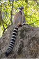 Les animaux du Parc d'Isalo (7). Ici les lémuriens Catta sont les plus nombreux