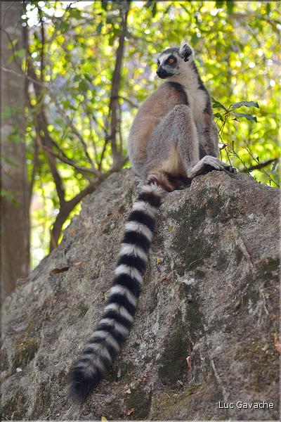 Les animaux du Parc d'Isalo (8). Ici les lémuriens Catta sont les plus nombreux
